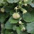 Fragaria ananassa 'Mont Blank White'.JPG