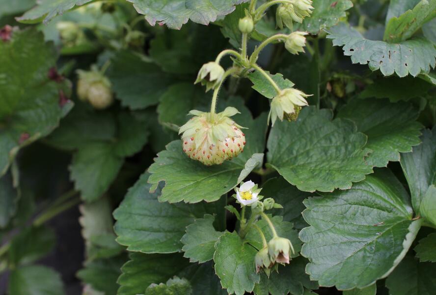 Jahodník jednouplodící 'Mont Blank White' - Fragaria ananassa 'Mont Blank White'