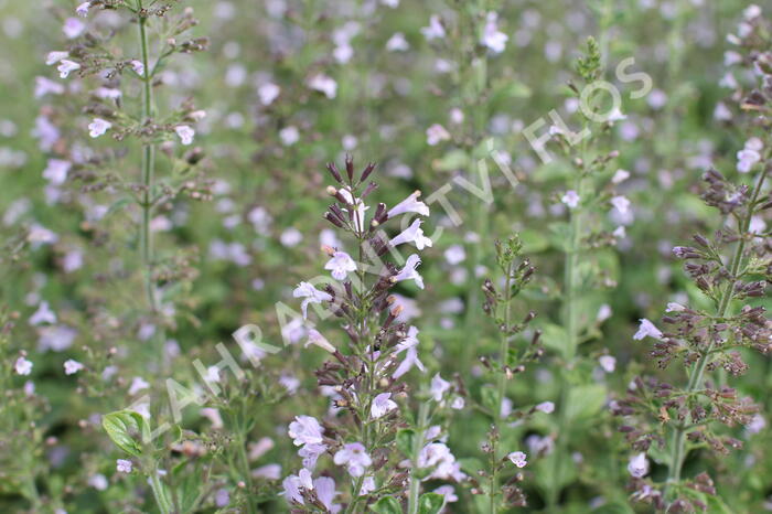 Marulka lékařská 'Blue Cloud Strain' - Calamintha nepeta 'Blue Cloud Strain'