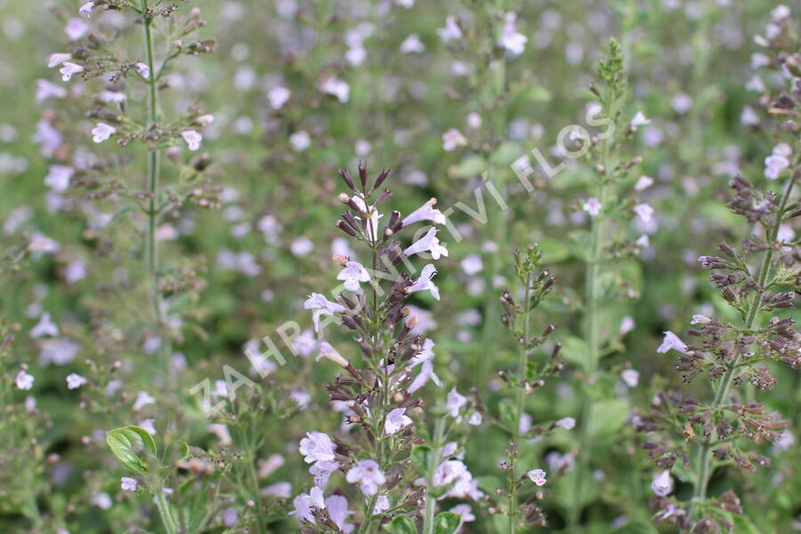 Marulka lékařská 'Blue Cloud Strain' - Calamintha nepeta 'Blue Cloud Strain'