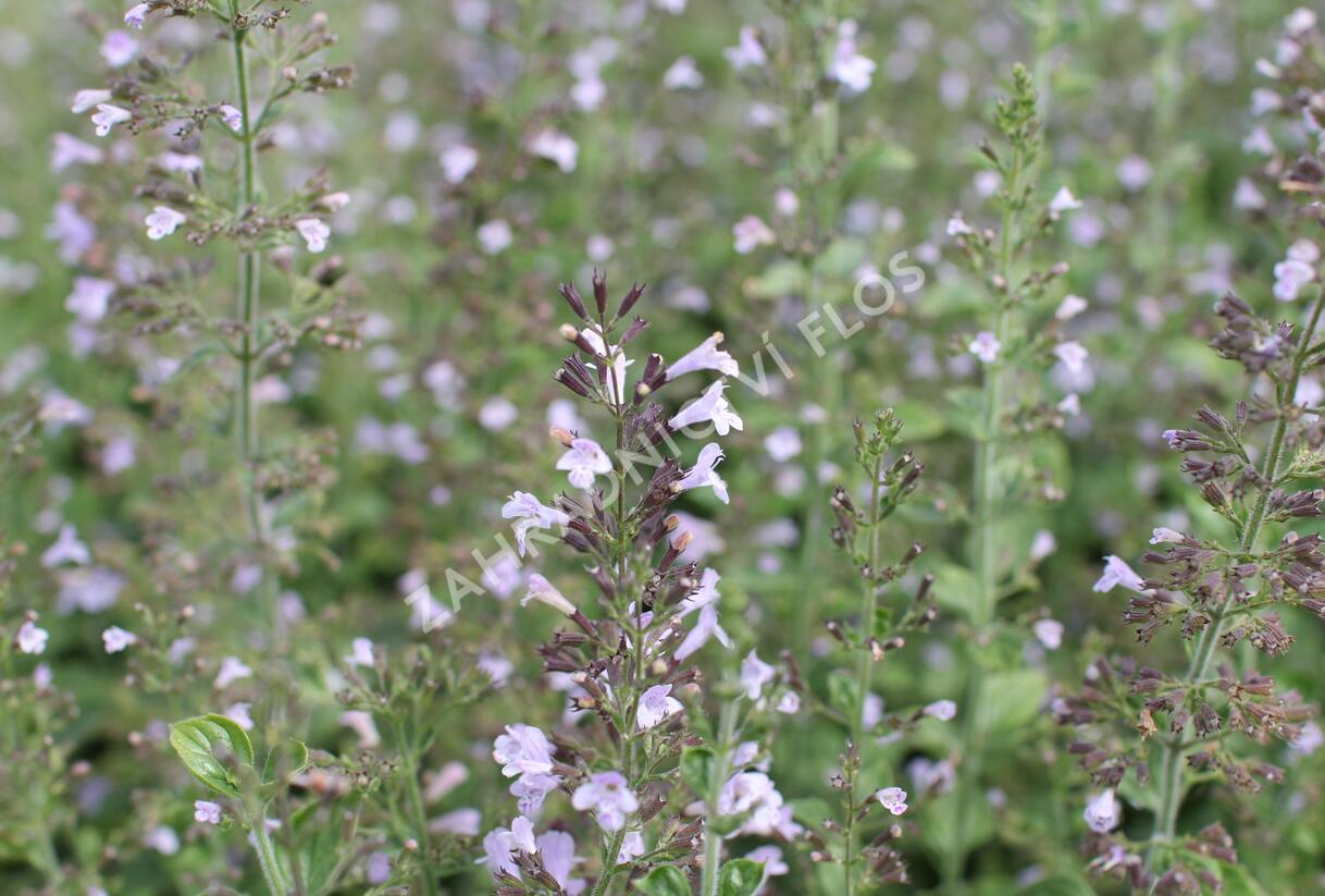 Marulka lékařská 'Blue Cloud Strain' - Calamintha nepeta 'Blue Cloud Strain'