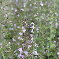 Marulka lékařská 'Blue Cloud Strain' - Calamintha nepeta 'Blue Cloud Strain'