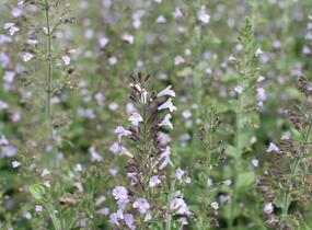 Marulka lékařská 'Blue Cloud Strain' - Calamintha nepeta 'Blue Cloud Strain'