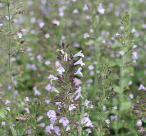 Marulka lékařská 'Blue Cloud Strain' - Calamintha nepeta 'Blue Cloud Strain'