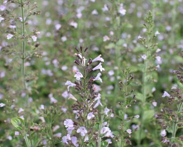 Marulka lékařská 'Blue Cloud Strain'