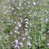Calamintha nepeta 'Blue Cloud Strain'_01.JPG