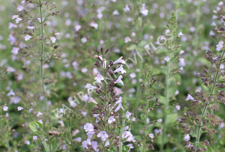 Marulka lékařská 'Blue Cloud Strain' - Calamintha nepeta 'Blue Cloud Strain'