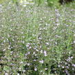 Marulka lékařská 'Blue Cloud Strain' - Calamintha nepeta 'Blue Cloud Strain'
