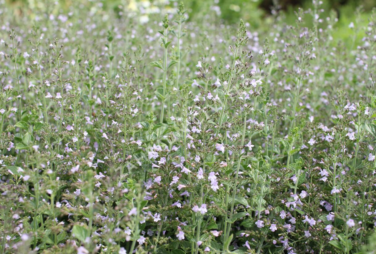 Marulka lékařská 'Blue Cloud Strain' - Calamintha nepeta 'Blue Cloud Strain'