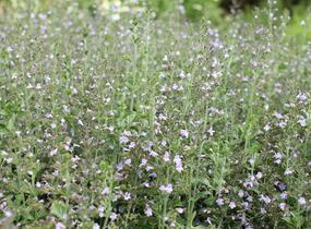 Marulka lékařská 'Blue Cloud Strain' - Calamintha nepeta 'Blue Cloud Strain'