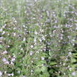 Marulka lékařská 'Blue Cloud Strain' - Calamintha nepeta 'Blue Cloud Strain'