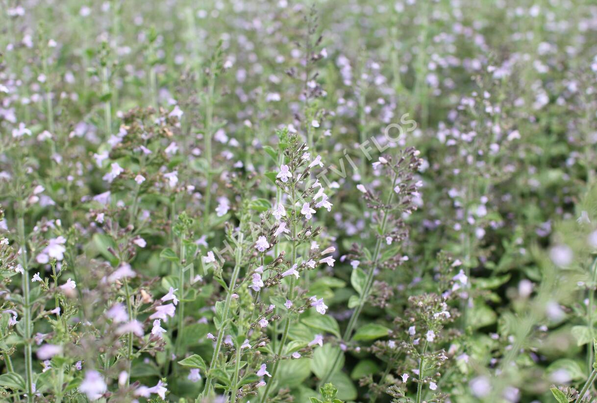 Marulka lékařská 'Blue Cloud Strain' - Calamintha nepeta 'Blue Cloud Strain'