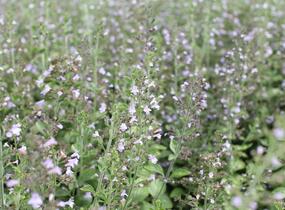 Marulka lékařská 'Blue Cloud Strain' - Calamintha nepeta 'Blue Cloud Strain'
