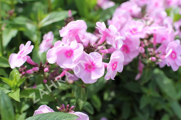 Plamenka latnatá 'Adessa Special Pink Center' - Phlox paniculata 'Adessa Special Pink Center'
