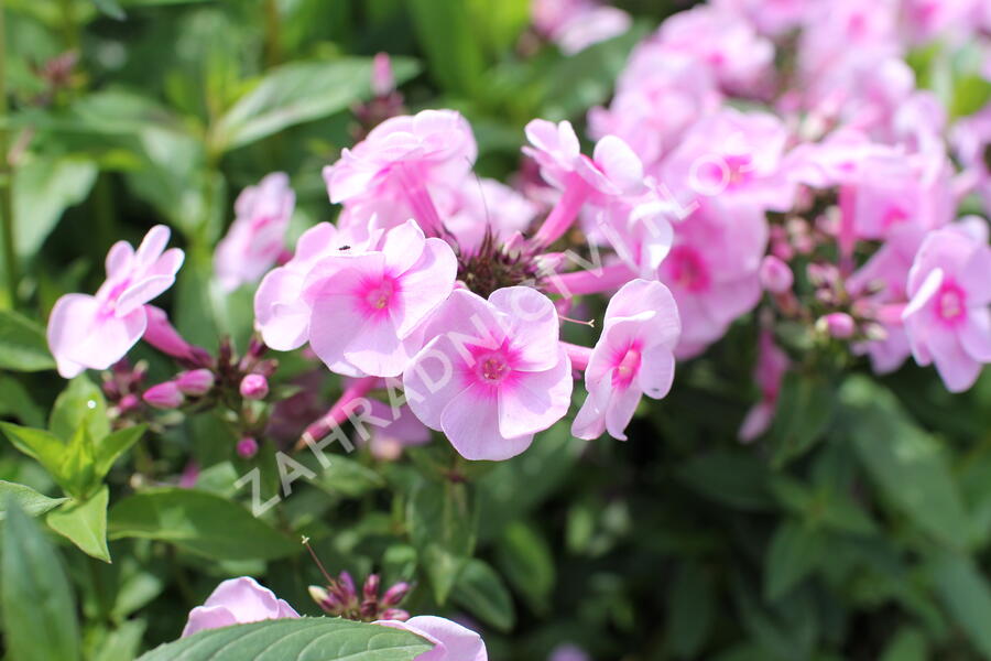 Plamenka latnatá 'Adessa Special Pink Center' - Phlox paniculata 'Adessa Special Pink Center'