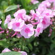 Plamenka latnatá 'Adessa Special Pink Center' - Phlox paniculata 'Adessa Special Pink Center'