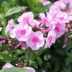 Plamenka latnatá 'Adessa Special Pink Center' - Phlox paniculata 'Adessa Special Pink Center'
