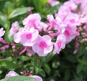 Plamenka latnatá 'Adessa Special Pink Center' - Phlox paniculata 'Adessa Special Pink Center'