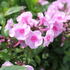 Phlox paniculata 'Adessa Special Pink Center'_01.JPG