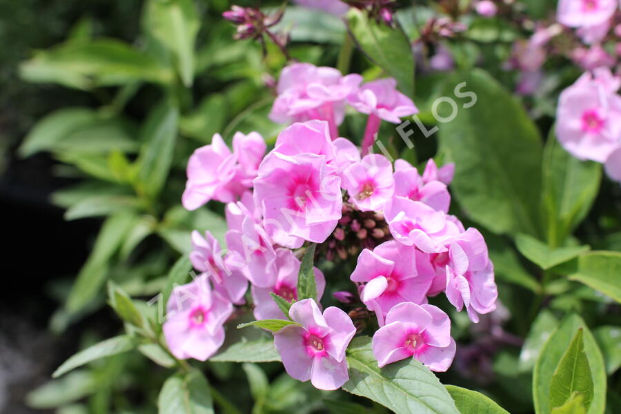 Plamenka latnatá 'Adessa Special Pink Center' - Phlox paniculata 'Adessa Special Pink Center'