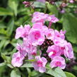 Plamenka latnatá 'Adessa Special Pink Center' - Phlox paniculata 'Adessa Special Pink Center'