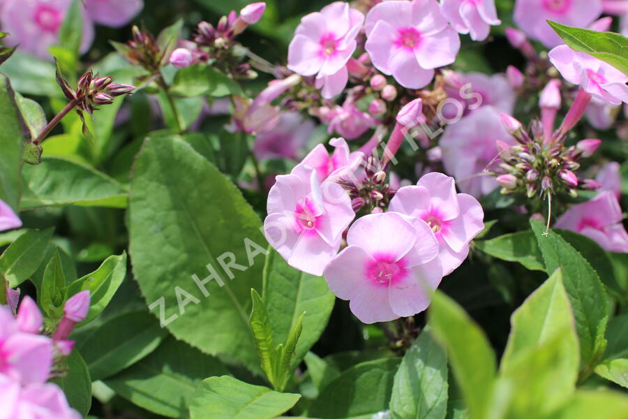 Plamenka latnatá 'Adessa Special Pink Center' - Phlox paniculata 'Adessa Special Pink Center'