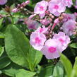 Plamenka latnatá 'Adessa Special Pink Center' - Phlox paniculata 'Adessa Special Pink Center'