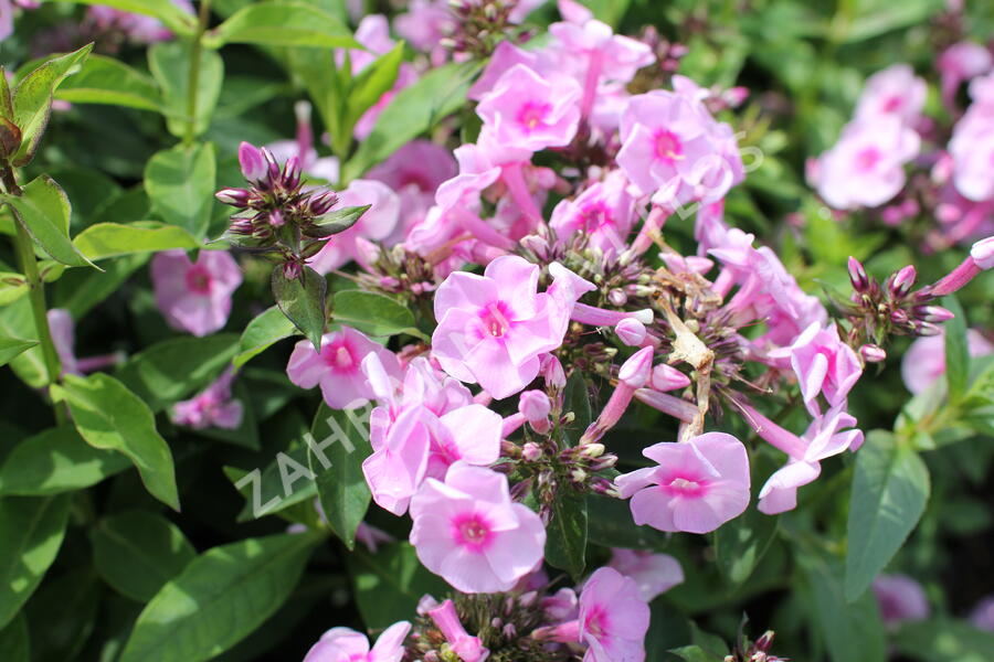 Plamenka latnatá 'Adessa Special Pink Center' - Phlox paniculata 'Adessa Special Pink Center'