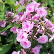 Plamenka latnatá 'Adessa Special Pink Center' - Phlox paniculata 'Adessa Special Pink Center'
