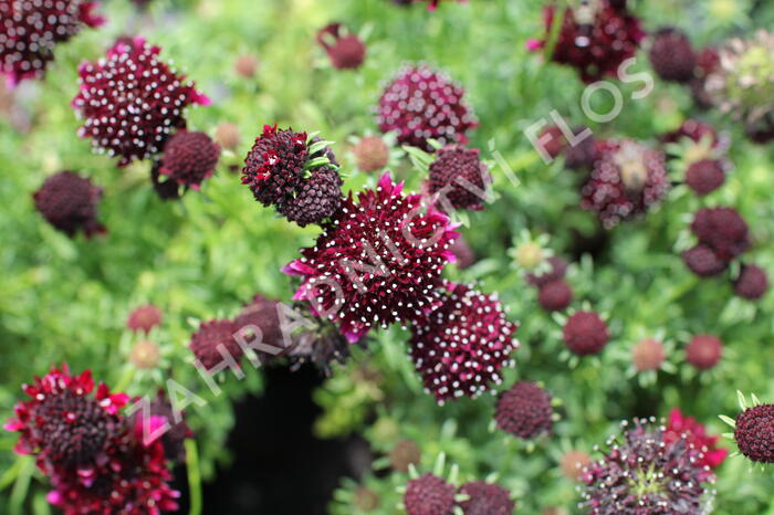 Hlaváč fialový 'Barroca' - Scabiosa columbaria 'Barroca'