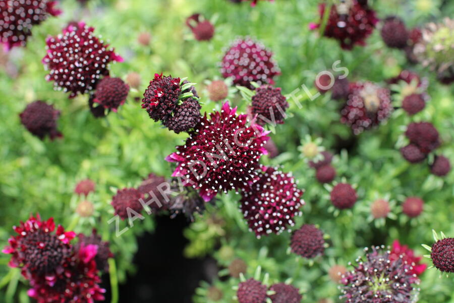 Hlaváč fialový 'Barroca' - Scabiosa columbaria 'Barroca'