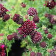 Hlaváč fialový 'Barroca' - Scabiosa columbaria 'Barroca'