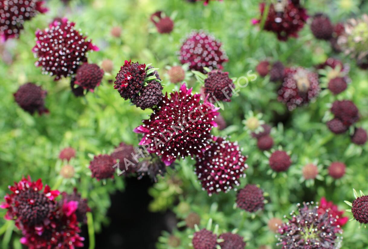 Hlaváč fialový 'Barroca' - Scabiosa columbaria 'Barroca'