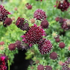 Hlaváč fialový 'Barroca' - Scabiosa columbaria 'Barroca'