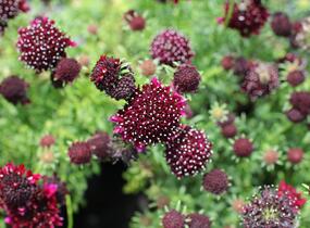 Hlaváč fialový 'Barroca' - Scabiosa columbaria 'Barroca'