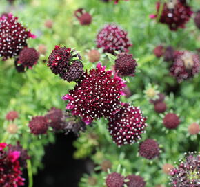 Hlaváč fialový 'Barroca' - Scabiosa columbaria 'Barroca'