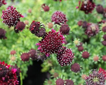 Hlaváč fialový 'Barroca'