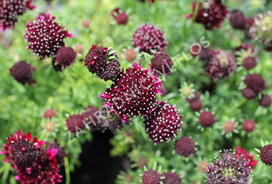 Hlaváč fialový 'Barroca' - Scabiosa columbaria 'Barroca'