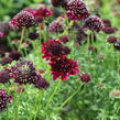 Hlaváč fialový 'Barroca' - Scabiosa columbaria 'Barroca'