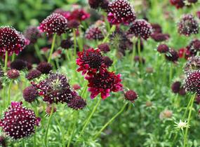 Hlaváč fialový 'Barroca' - Scabiosa columbaria 'Barroca'