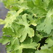 Kakost hnědočervený 'Joseph Green' - Geranium phaeum 'Joseph Green'