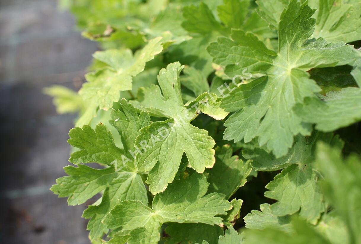 Kakost hnědočervený 'Joseph Green' - Geranium phaeum 'Joseph Green'