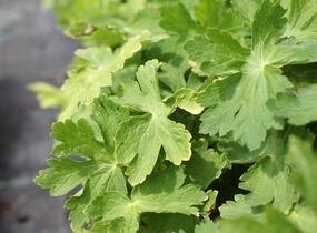 Kakost hnědočervený 'Joseph Green' - Geranium phaeum 'Joseph Green'