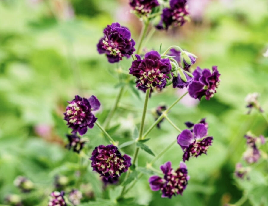 Kakost hnědočervený 'Joseph Green' - Geranium phaeum 'Joseph Green'