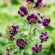 Kakost hnědočervený 'Joseph Green' - Geranium phaeum 'Joseph Green'