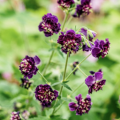 Kakost hnědočervený 'Joseph Green' - Geranium phaeum 'Joseph Green'