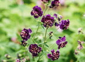 Kakost hnědočervený 'Joseph Green' - Geranium phaeum 'Joseph Green'