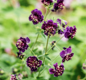 Kakost hnědočervený 'Joseph Green' - Geranium phaeum 'Joseph Green'
