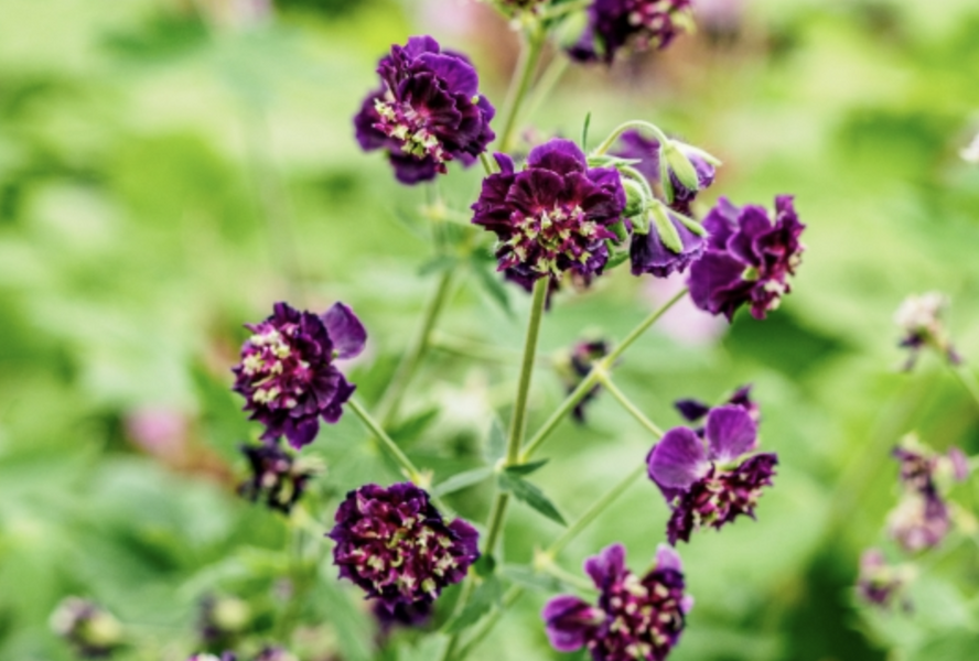 Kakost hnědočervený 'Joseph Green' - Geranium phaeum 'Joseph Green'