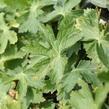 Kakost hnědočervený 'Joseph Green' - Geranium phaeum 'Joseph Green'